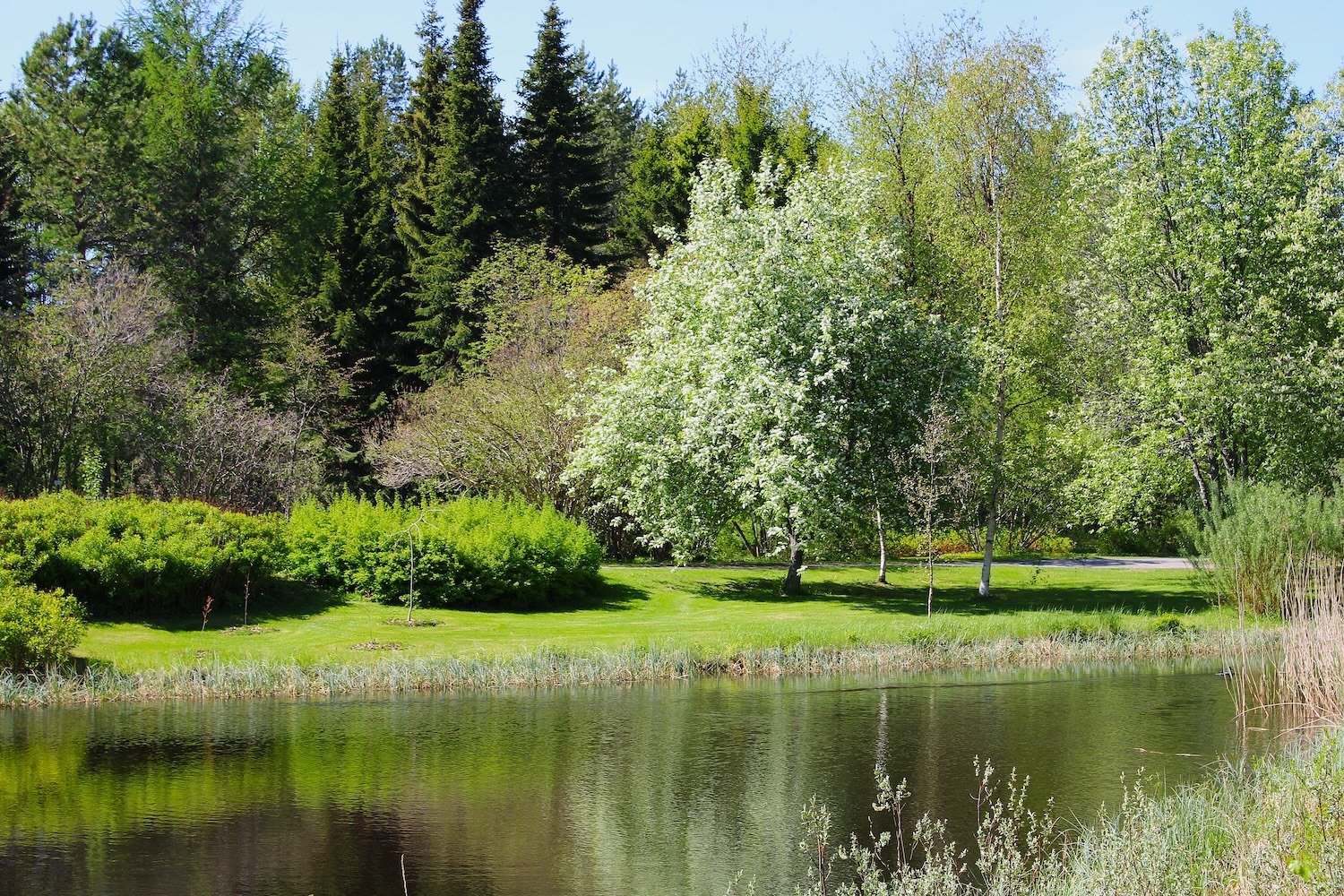 2025-ulko-puisto-ranta_3313 small